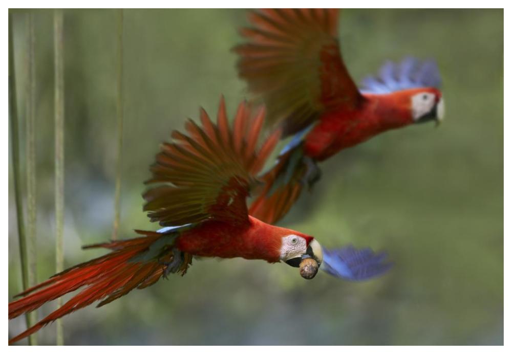 Scarlet Macaw Pair Flying With Palm Fruit, Costa Rica-Paper Art-62X42