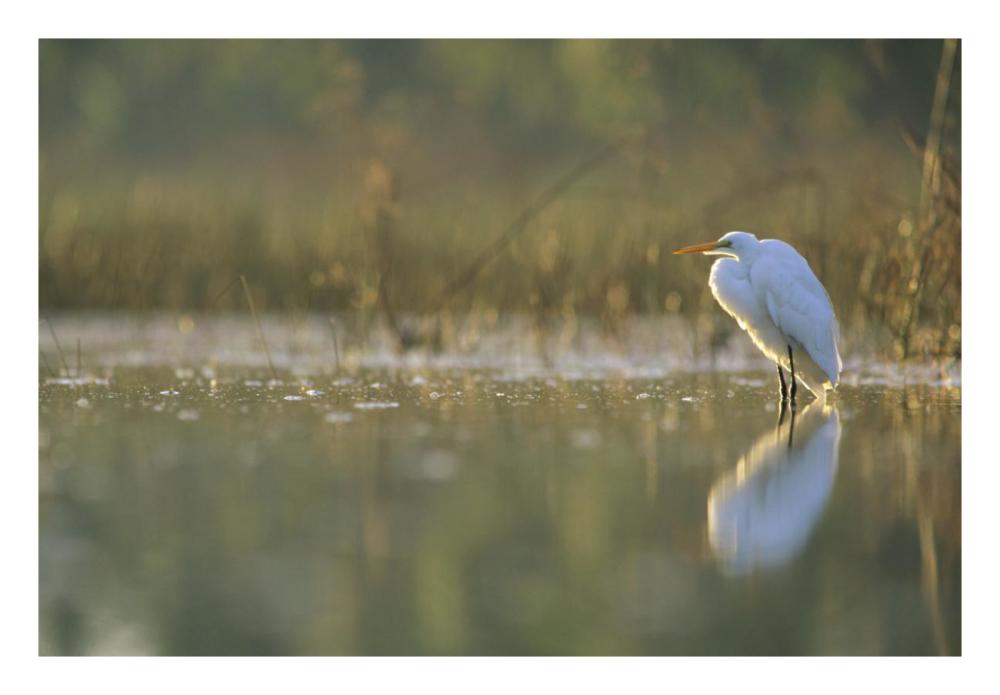 Great Egret Backlit In Marsh At Sunset, North America-Paper Art-26X18