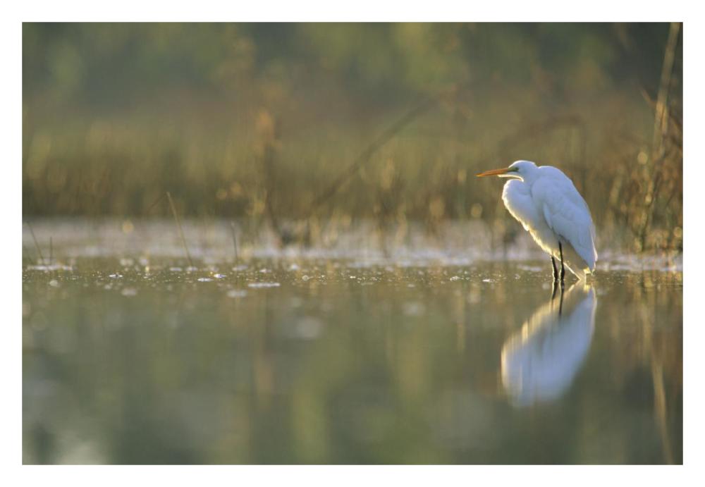 Great Egret Backlit In Marsh At Sunset, North America-Paper Art-32X22