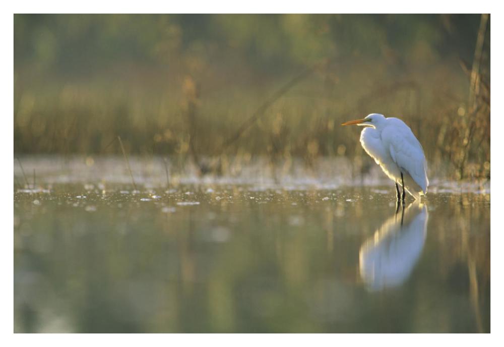 Great Egret Backlit In Marsh At Sunset, North America-Paper Art-38X26