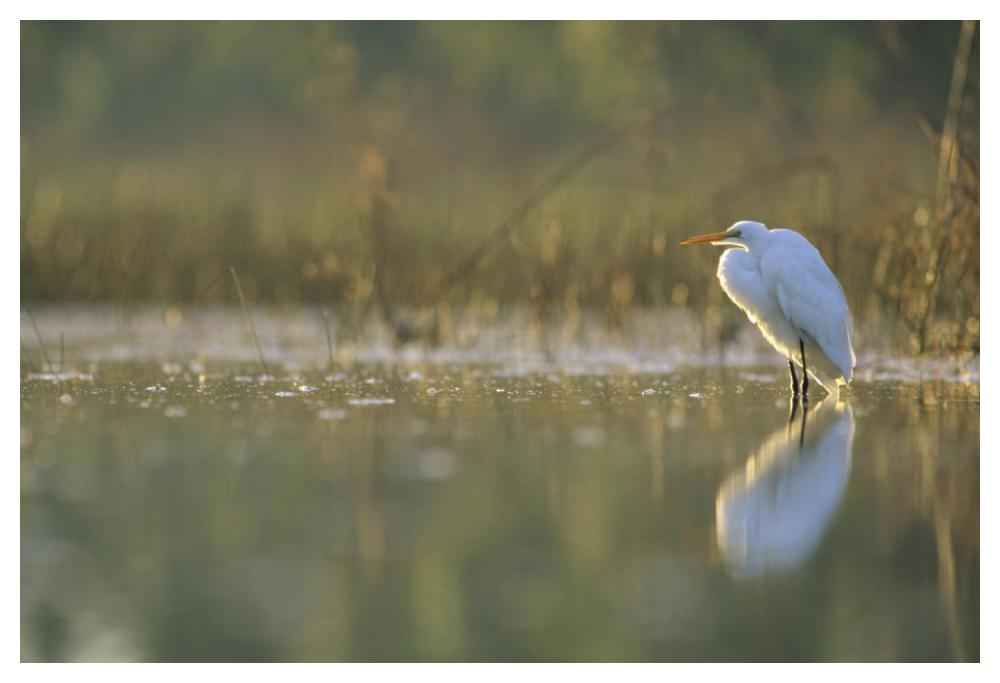 Great Egret Backlit In Marsh At Sunset, North America-Paper Art-50X34