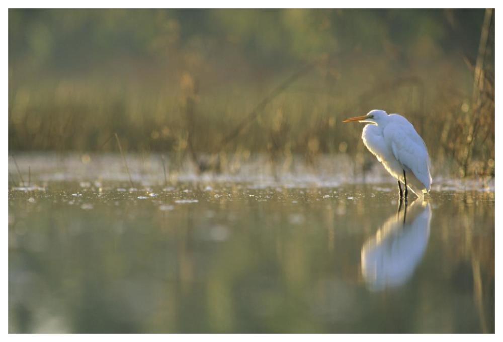 Great Egret Backlit In Marsh At Sunset, North America-Paper Art-62X42