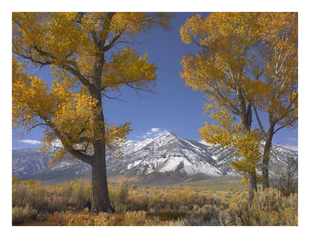 Cottonwood Trees, Fall Foliage, Carson Valley, Nevada-Paper Art-26X20