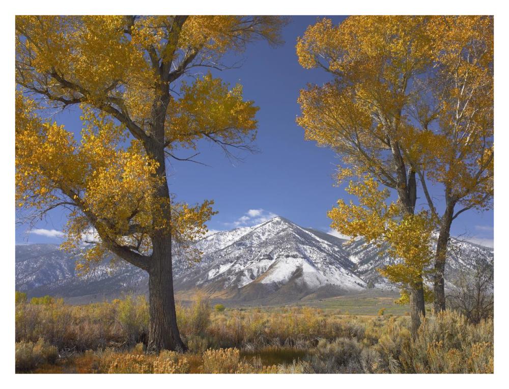 Cottonwood Trees, Fall Foliage, Carson Valley, Nevada-Paper Art-34X26