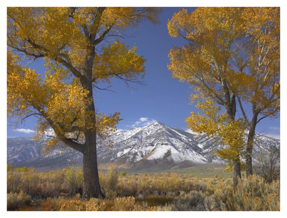 Cottonwood Trees, Fall Foliage, Carson Valley, Nevada-Paper Art-42X32
