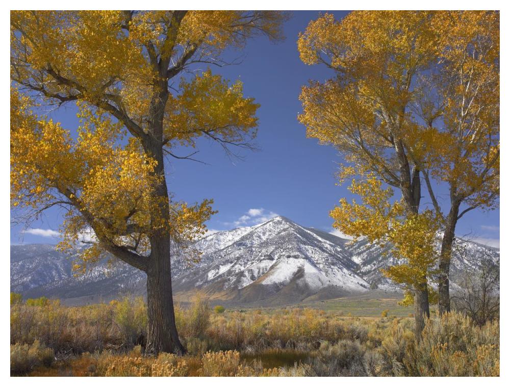 Cottonwood Trees, Fall Foliage, Carson Valley, Nevada-Paper Art-50X38