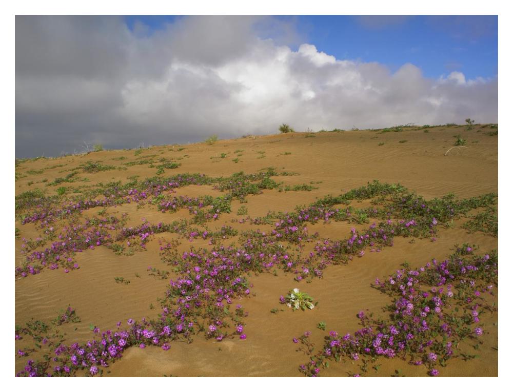 Sand Verbena Growing, Imperial Sand Dunes, California-Paper Art-18X14