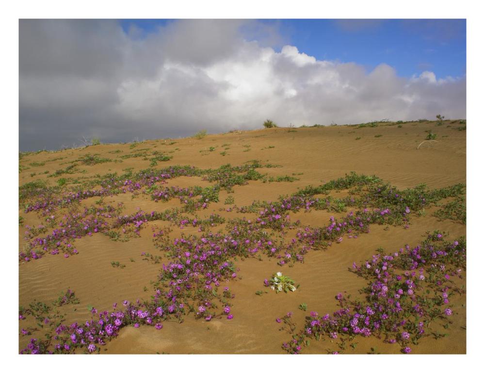 Sand Verbena Growing, Imperial Sand Dunes, California-Paper Art-26X20