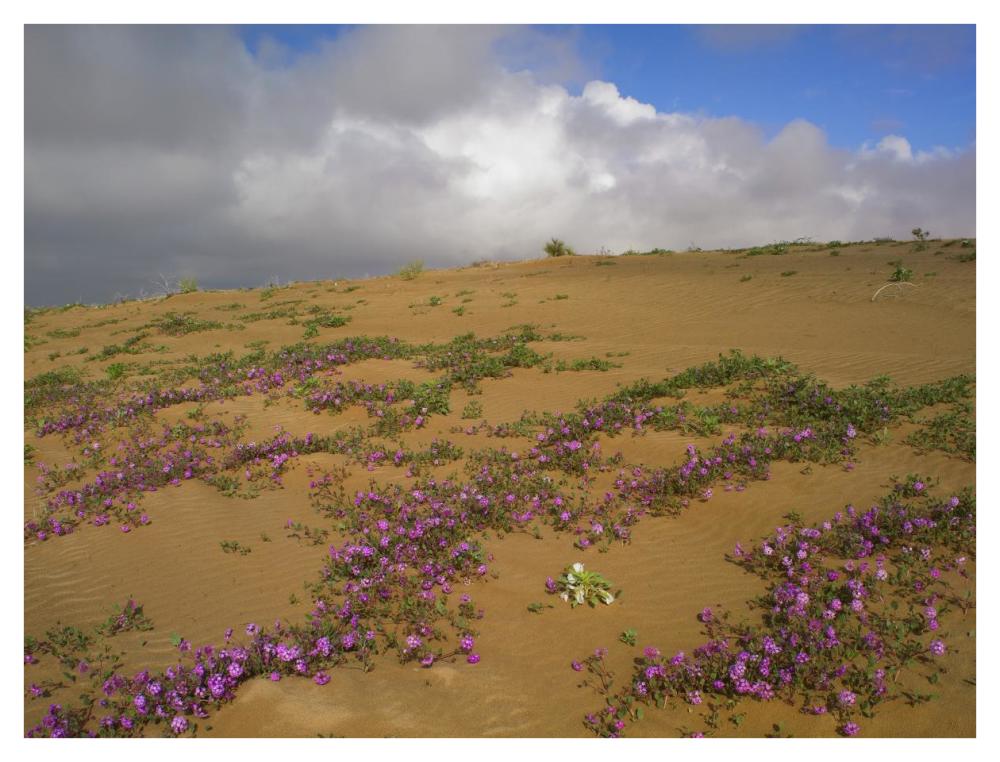 Sand Verbena Growing, Imperial Sand Dunes, California-Paper Art-42X32