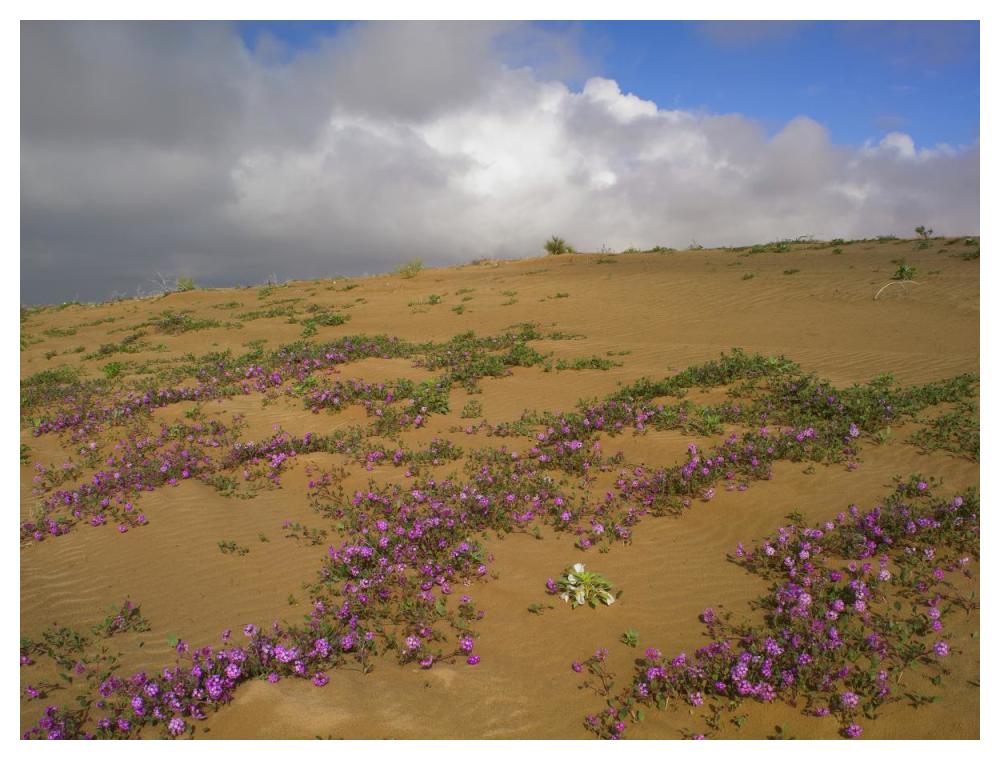 Sand Verbena Growing, Imperial Sand Dunes, California-Paper Art-50X38