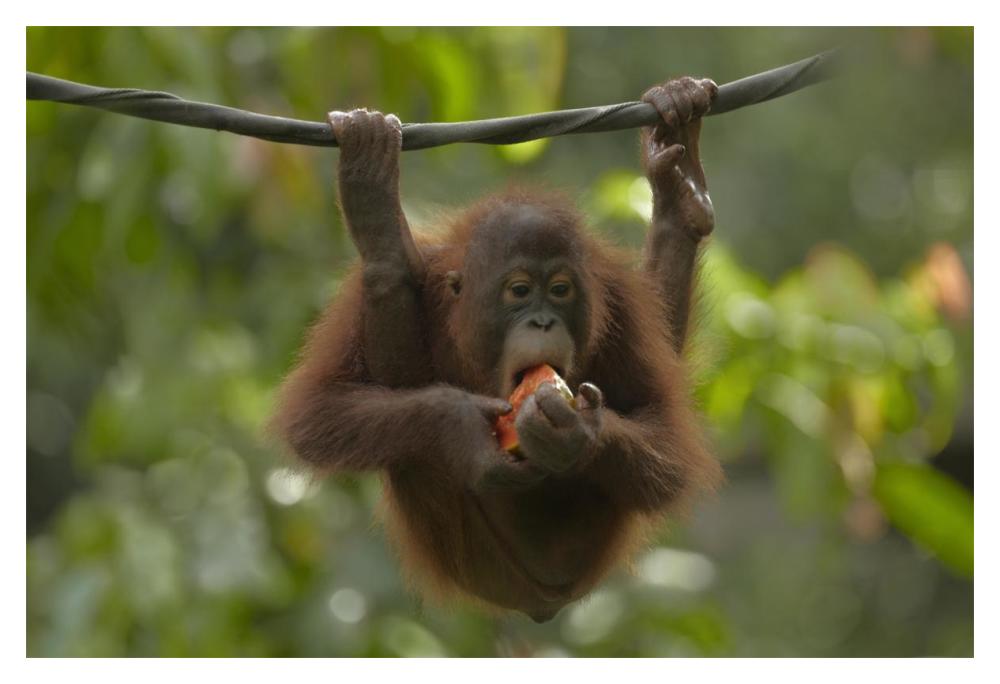 Orangutan Young Eating Fruit, Sabah, Borneo, Malaysia-Paper Art-20X14