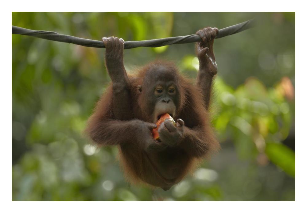 Orangutan Young Eating Fruit, Sabah, Borneo, Malaysia-Paper Art-26X18