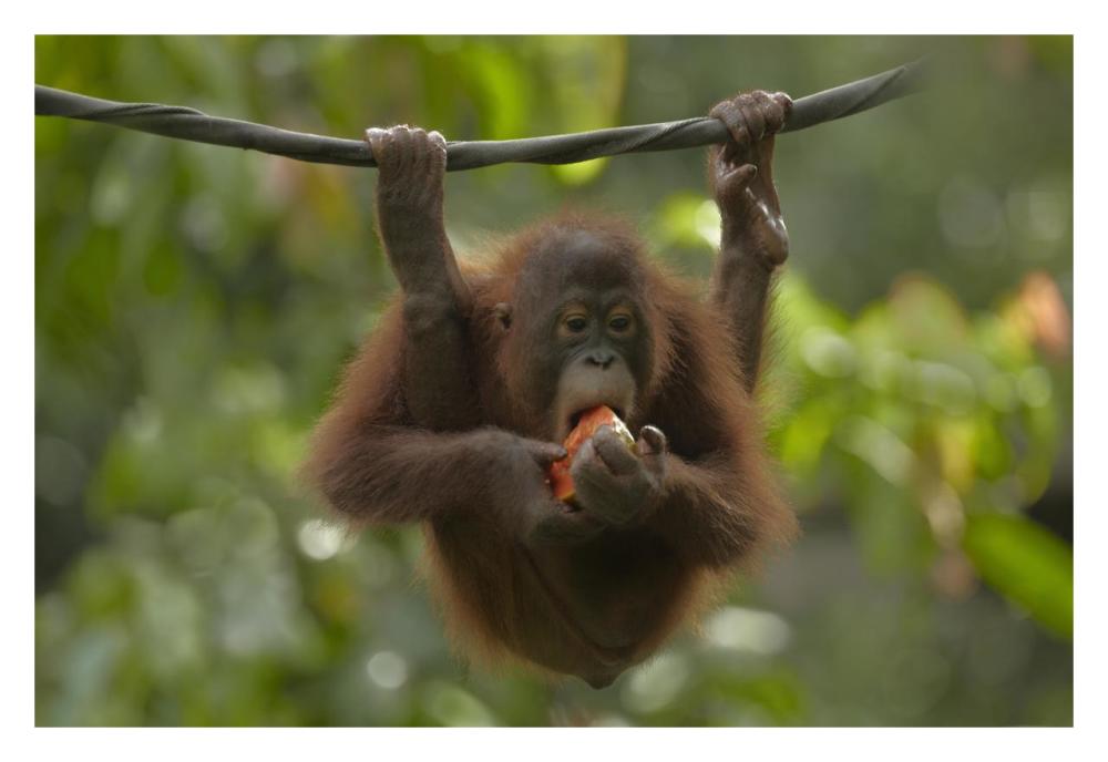 Orangutan Young Eating Fruit, Sabah, Borneo, Malaysia-Paper Art-32X22