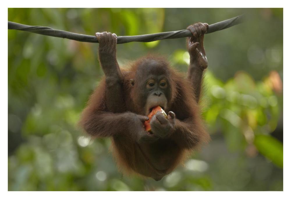 Orangutan Young Eating Fruit, Sabah, Borneo, Malaysia-Paper Art-38X26