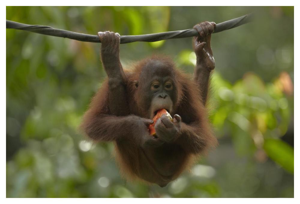 Orangutan Young Eating Fruit, Sabah, Borneo, Malaysia-Paper Art-50X34