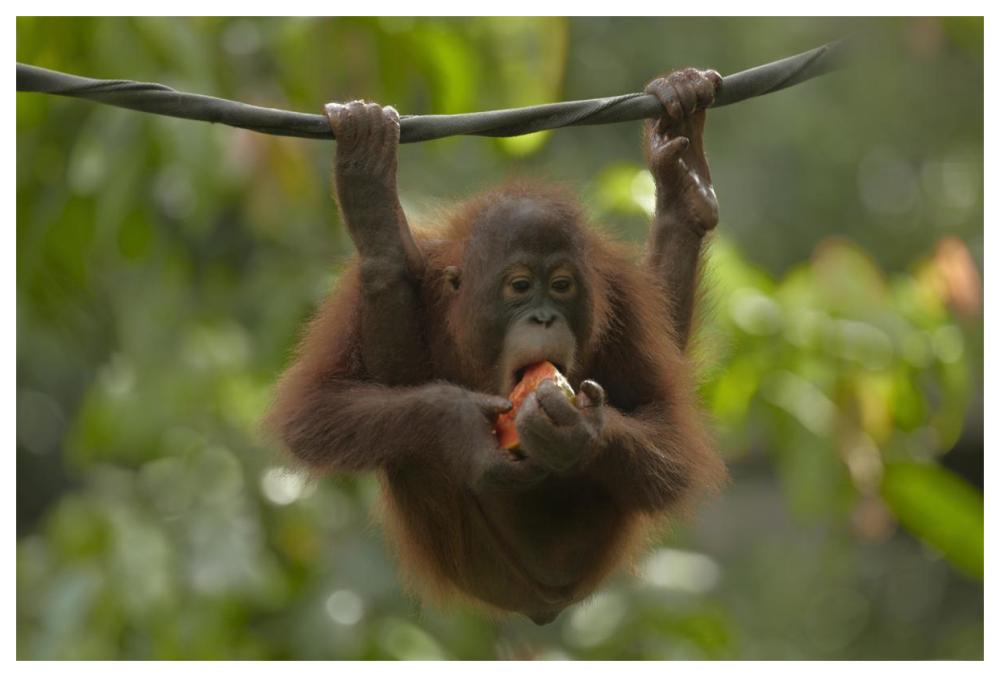 Orangutan Young Eating Fruit, Sabah, Borneo, Malaysia-Paper Art-62X42