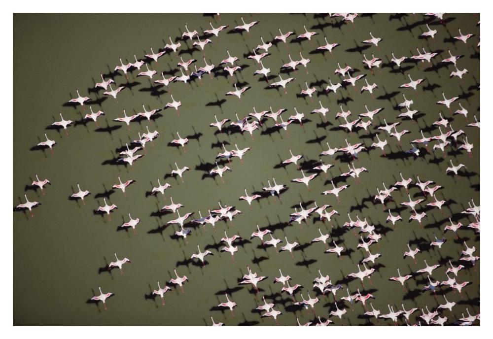 Lesser Flamingo Group Flock Flying Over A Lake, Kenya-Paper Art-20X14