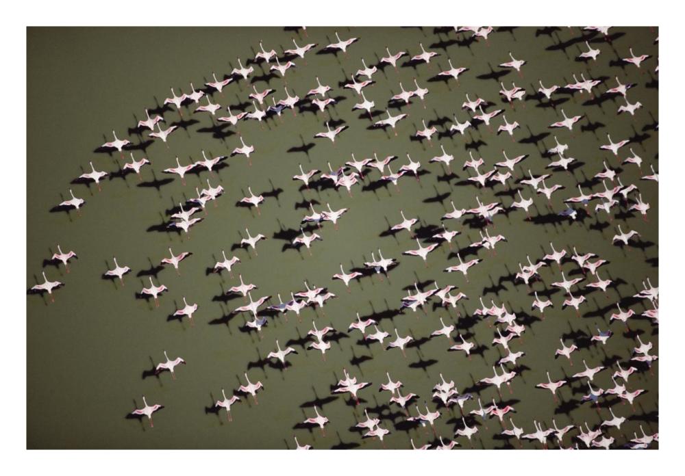 Lesser Flamingo Group Flock Flying Over A Lake, Kenya-Paper Art-26X18