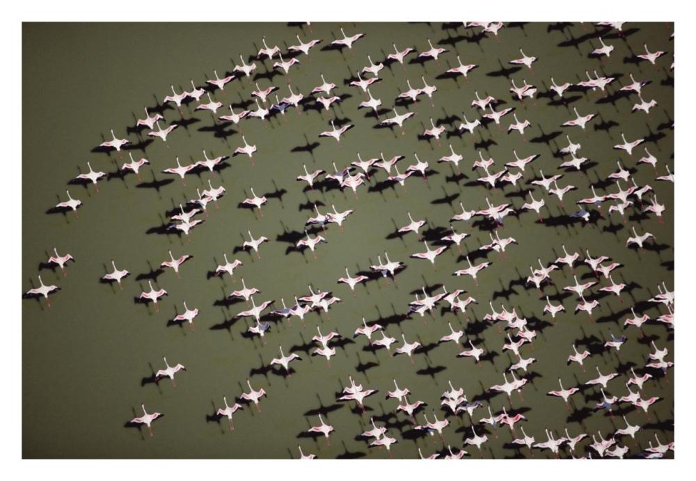 Lesser Flamingo Group Flock Flying Over A Lake, Kenya-Paper Art-32X22