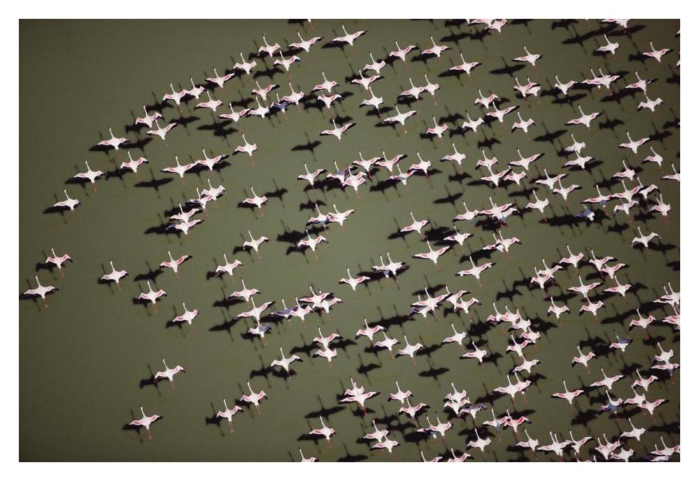 Lesser Flamingo Group Flock Flying Over A Lake, Kenya-Paper Art-38X26