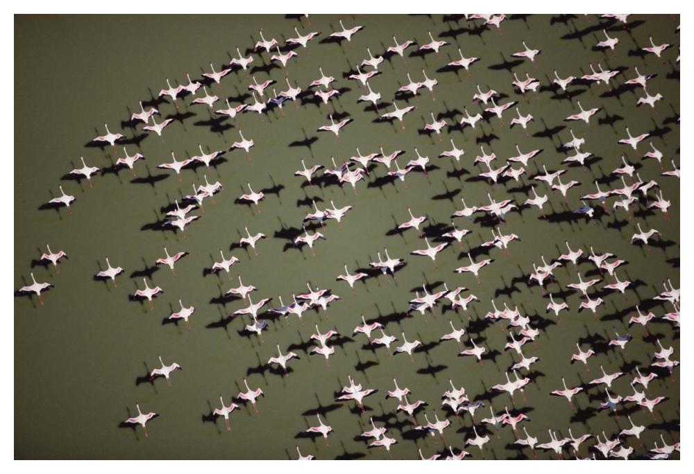 Lesser Flamingo Group Flock Flying Over A Lake, Kenya-Paper Art-50X34