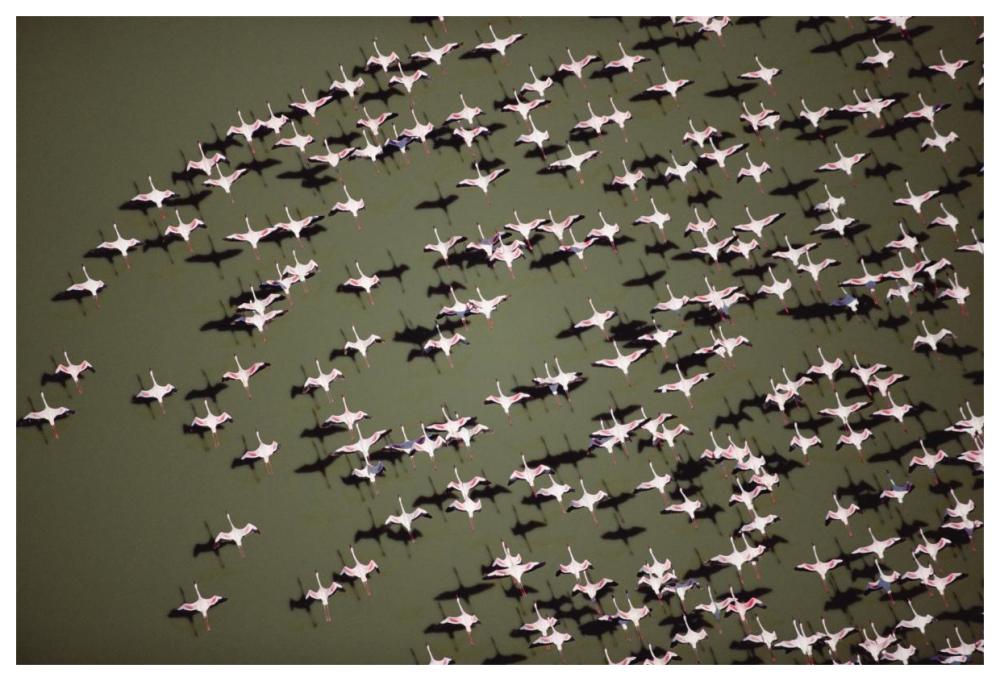Lesser Flamingo Group Flock Flying Over A Lake, Kenya-Paper Art-62X42
