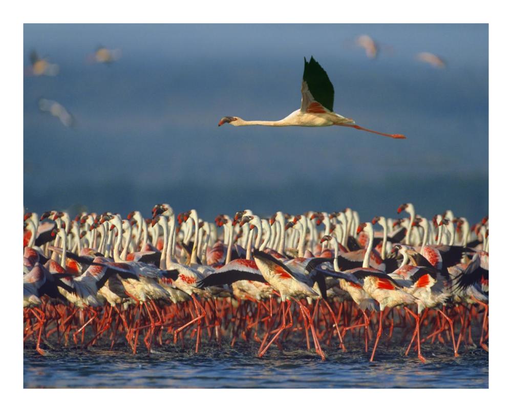 Lesser Flamingo Flying Over Flock, Lake Nakuru, Kenya-Paper Art-22X18
