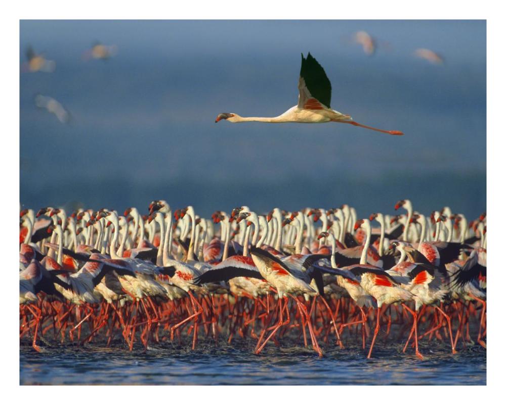Lesser Flamingo Flying Over Flock, Lake Nakuru, Kenya-Paper Art-26X22