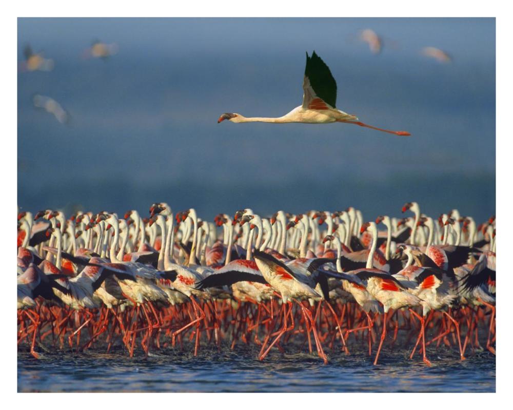 Lesser Flamingo Flying Over Flock, Lake Nakuru, Kenya-Paper Art-30X24