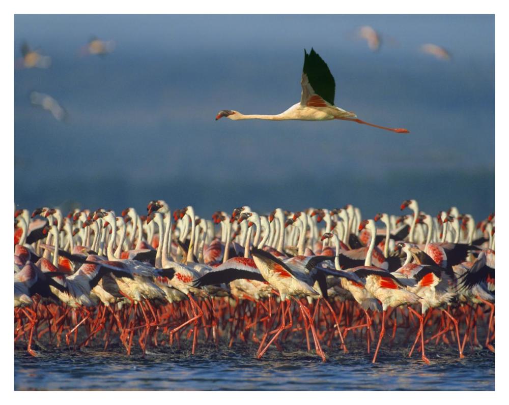 Lesser Flamingo Flying Over Flock, Lake Nakuru, Kenya-Paper Art-37X30