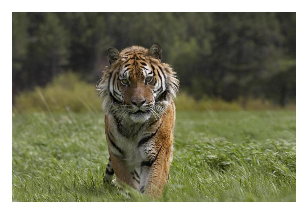 Siberian Tiger Walking, Endangered, Native To Siberia-Paper Art-26X18