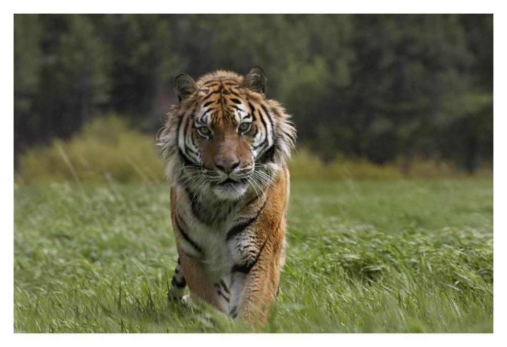 Siberian Tiger Walking, Endangered, Native To Siberia-Paper Art-38X26