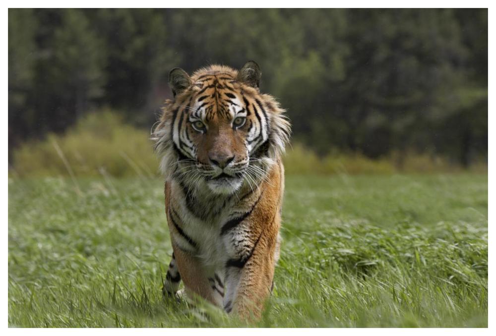 Siberian Tiger Walking, Endangered, Native To Siberia-Paper Art-62X42