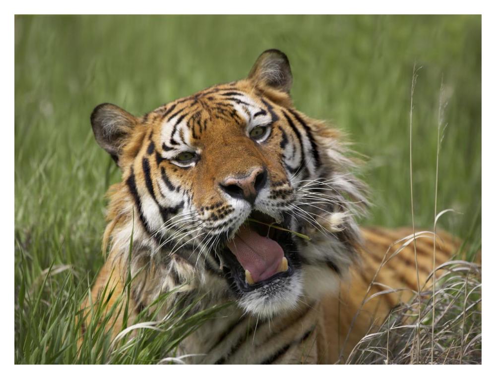 Siberian Tiger Yawning, Endangered, Native To Siberia-Paper Art-18X14