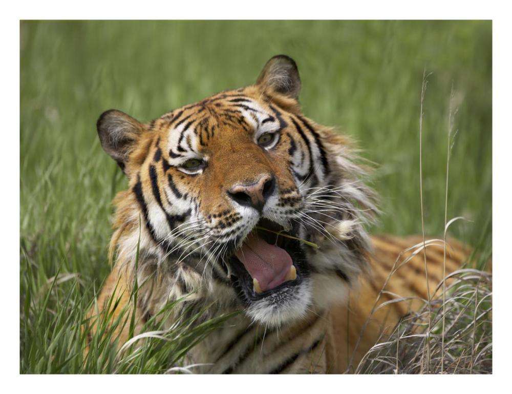 Siberian Tiger Yawning, Endangered, Native To Siberia-Paper Art-26X20