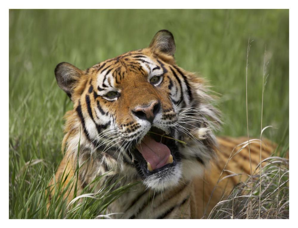 Siberian Tiger Yawning, Endangered, Native To Siberia-Paper Art-34X26