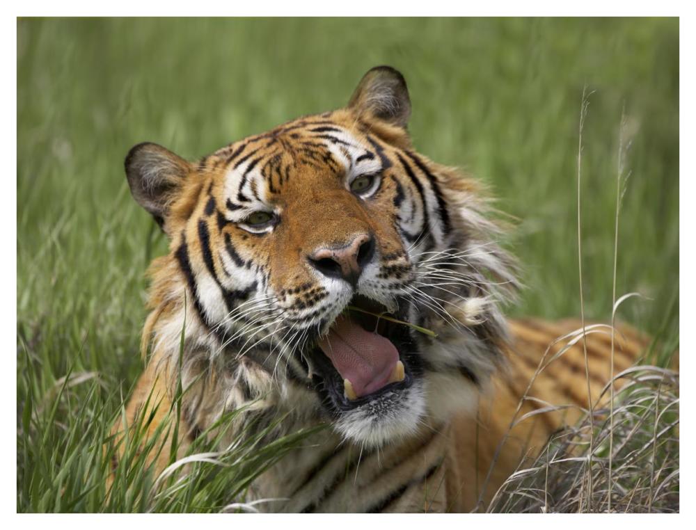 Siberian Tiger Yawning, Endangered, Native To Siberia-Paper Art-42X32