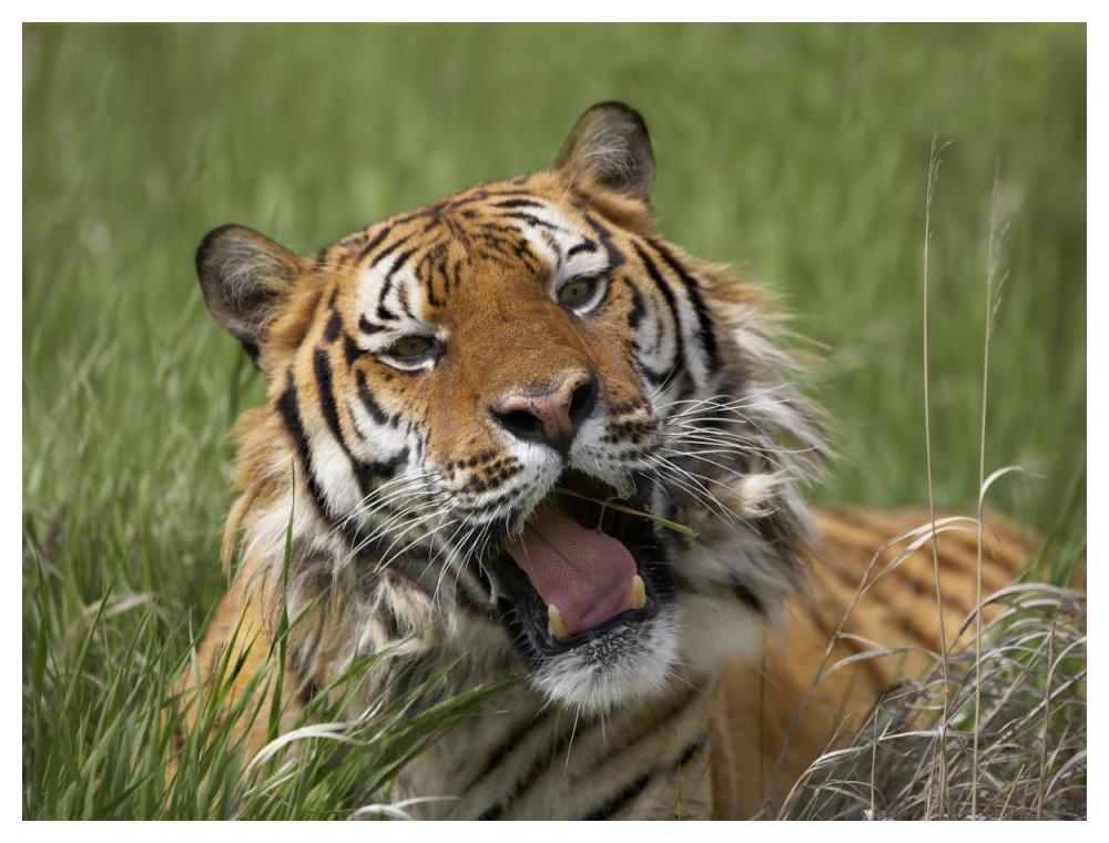 Siberian Tiger Yawning, Endangered, Native To Siberia-Paper Art-50X38