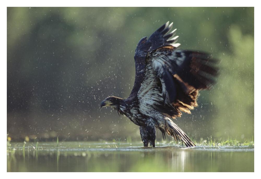 Bald Eagle Juvenile Bathing In A River, North America-Paper Art-20X14