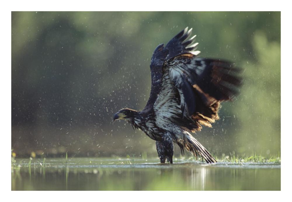 Bald Eagle Juvenile Bathing In A River, North America-Paper Art-26X18