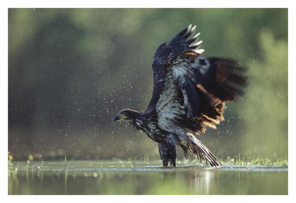 Bald Eagle Juvenile Bathing In A River, North America-Paper Art-38X26
