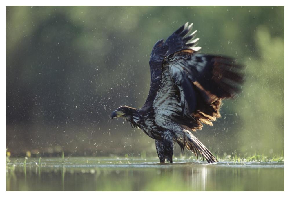 Bald Eagle Juvenile Bathing In A River, North America-Paper Art-50X34