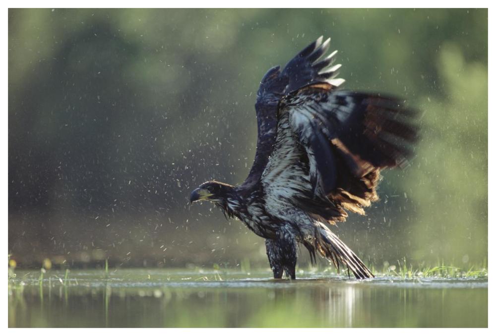 Bald Eagle Juvenile Bathing In A River, North America-Paper Art-62X42