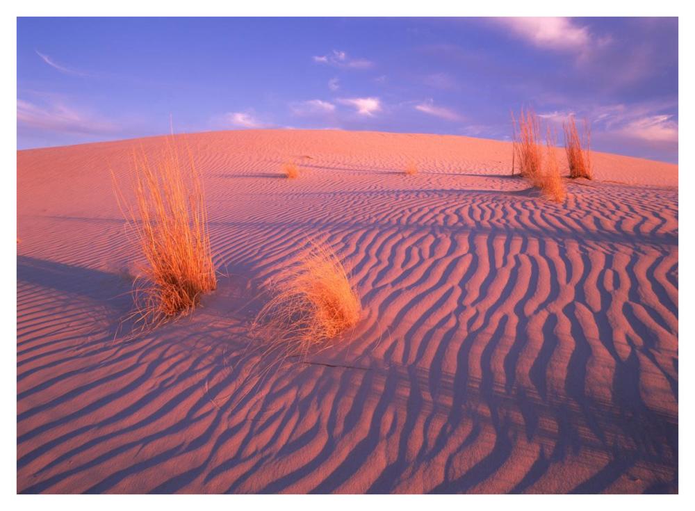 Gypsum Dunes, Guadalupe Mountains National Park, Texas-Paper Art-42X32