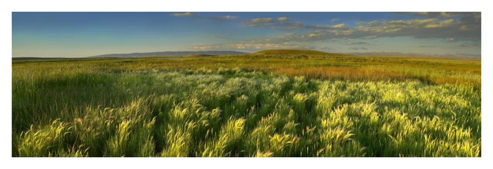 Grasslands, Arapaho National Wildlife Refuge, Colorado-Paper Art-42X14.4