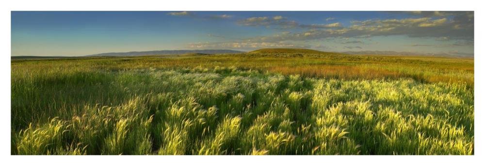 Grasslands, Arapaho National Wildlife Refuge, Colorado-Paper Art-46X15.64