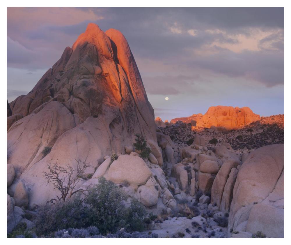 Moon Over Rocks, Joshua Tree National Park, California-Paper Art-42X35.2