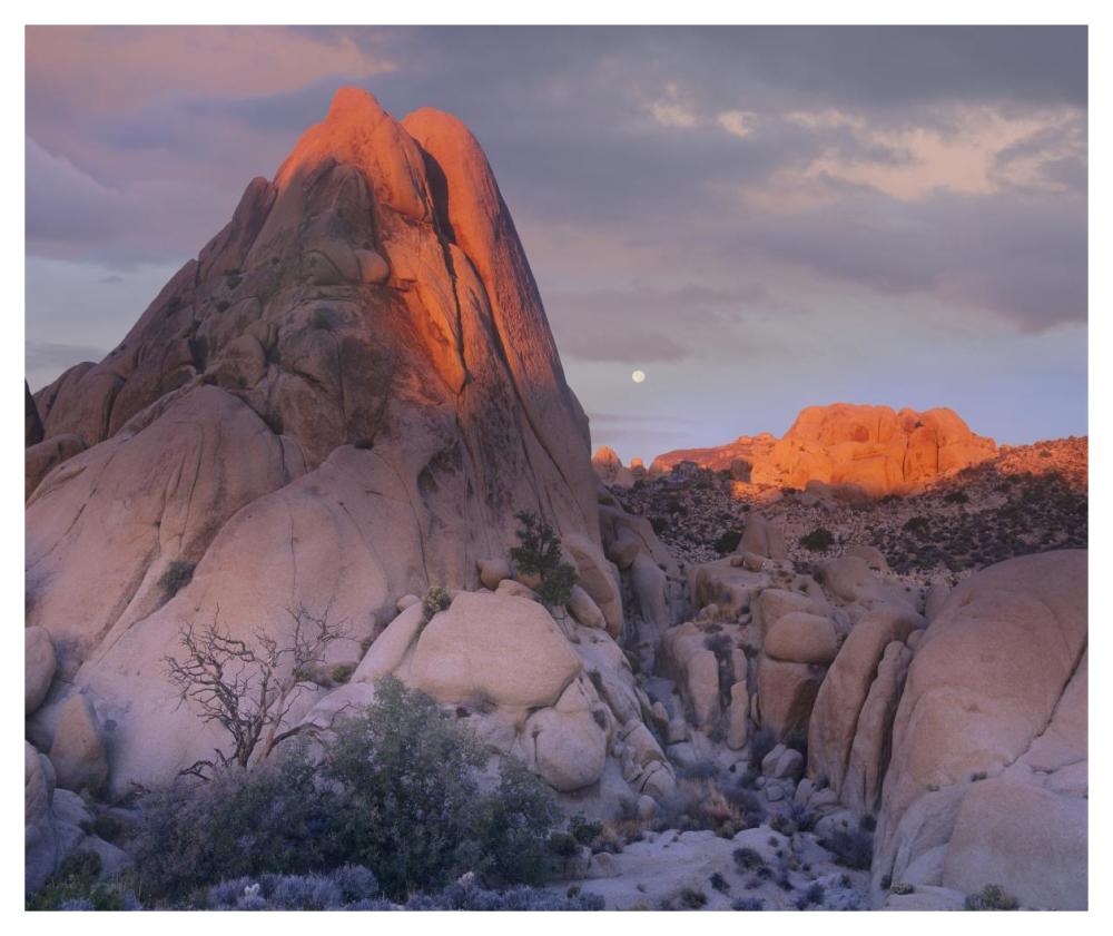 Moon Over Rocks, Joshua Tree National Park, California-Paper Art-46X38.52