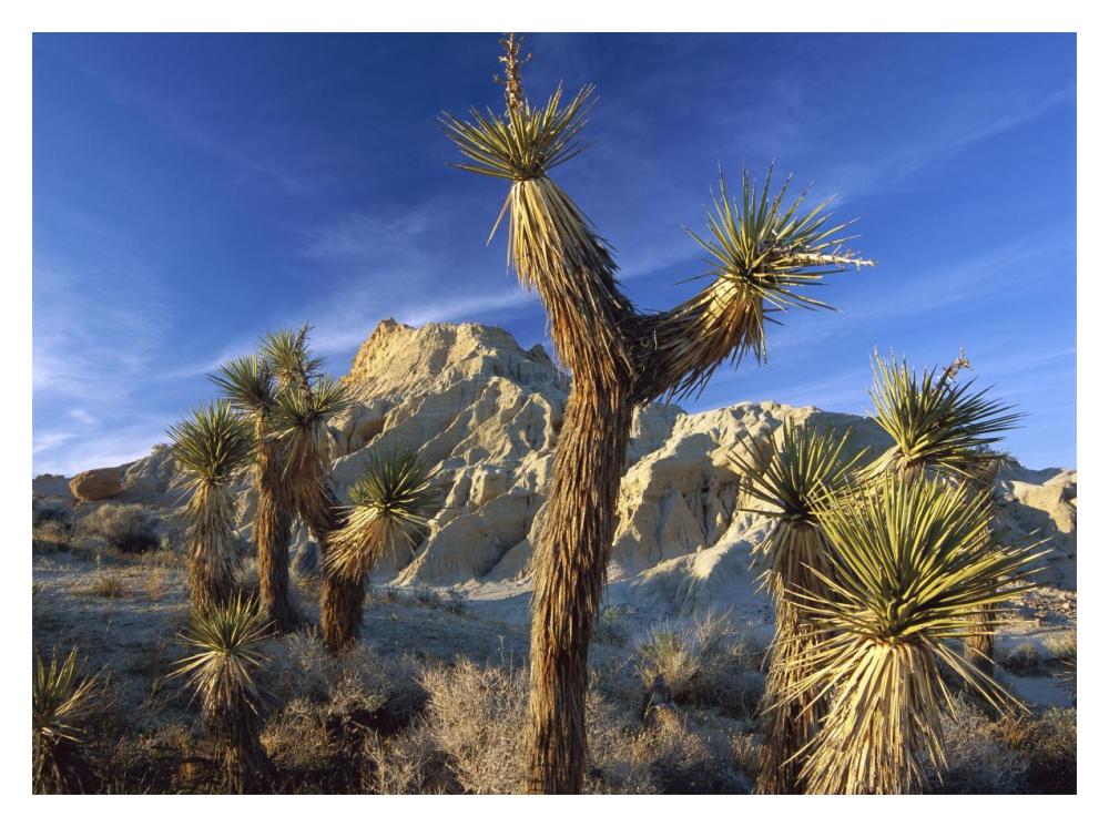 Joshua Trees In Red Rock Canyon State Park, California-Paper Art-18X14