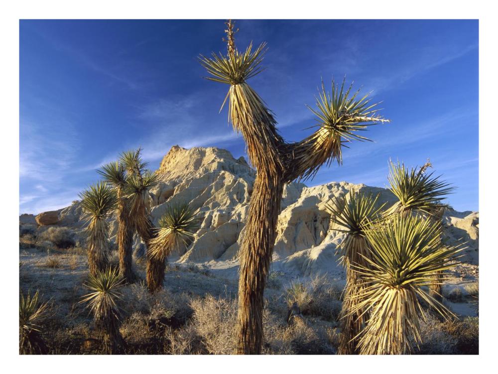 Joshua Trees In Red Rock Canyon State Park, California-Paper Art-26X20